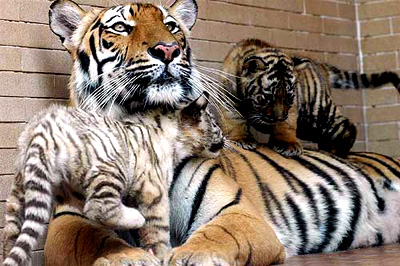 Rosi, a six-year-old Bengal tigress, sits with her newly born cubs at Lahore zoo on Monday