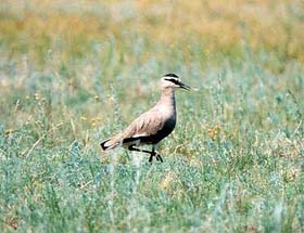 Sociable lapwing