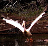A pelican plays it cool in Delhi Zoo on Sunday