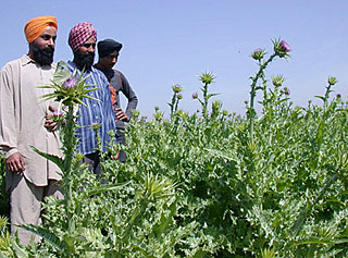 Harjinder Singh and other farmers examine thistle crop at Kheri Garanga village near Kharar. 
