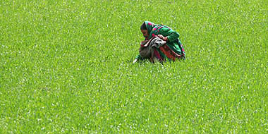 An Afghan woman works in her field in the central province of Bamiyan