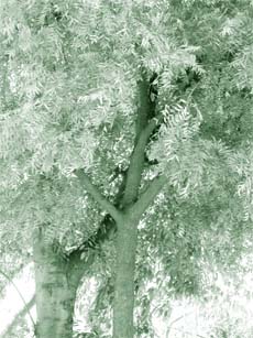 Medicinal properties of Neem have been common knowledge in India.