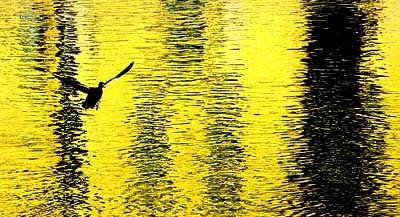 A duck flies over Fontanka river in central St. Petersburg on Friday