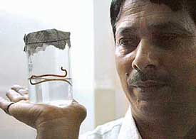 A snake -like creaturet, received in water supply to a Sector 30 house in Chandigarh on Tuesday.