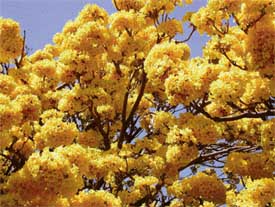 Tecoma Argentia, a rare tree in bloom in Sector 33, Chandigarh