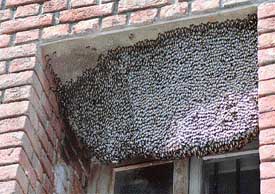 A view of the bee hive at Karuna Sadan building in Sector 11