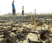 The burnt remains of wheat crop in a field of Landran village on Thursday.