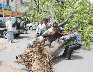 Duststorm on Thursday uprooted a tree in Sector 22-D market in Chandigarh. A security man and others try to push the tree aside.