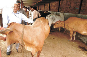 MCD Commissioner Rakesh Mehta at an auction of stray cattle near Najafgarh village in the Capital on Friday
