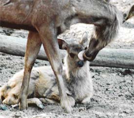 A deer licks her fawn at the Tiger Safari in Ludhiana on Friday