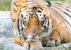 To beat the heat, a tiger rests on the gutter to cool himself at Tiger Safari in Ludhiana