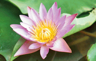 A beautiful water lily