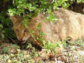 An injured leopard cat that was spotted at Slapper, 18 km from Sundernagar, on Saturday.