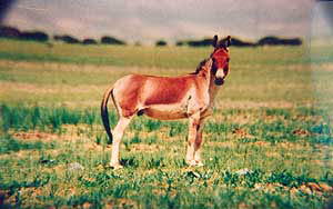 A Tibetan wild ass