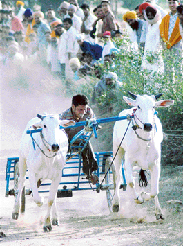 A bullock cart being goaded by its owner while approaching the finishing line during a rural sports meet being held at Khuda Ali Sher village, near Chandigarh, on Tuesday.