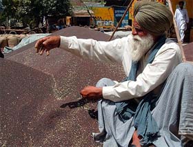 A farmer with his mustard produce at the Grain Market in Bathinda