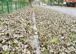 A common sight of dry leaves strewn on the city roads and berms in Chandigarh.