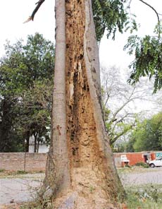 A tree hollowed by termite infestation