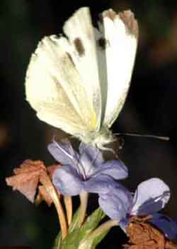 The lure of nectar draws a butterfly to a flower on a hot afternoon in Ludhiana