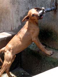 A street dog tries to quench its thirst from a tap as mercury rises in Hubli