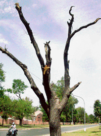 A dry tree. -- Tribune photo by Karam Singh