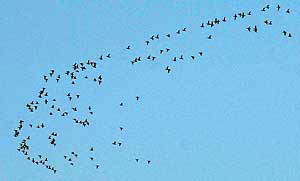 Migratory birds bid adieu as they fly back due to change in weather. 