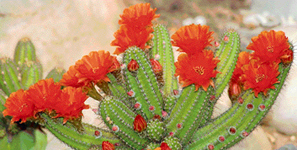 Chamacereus Silvestri blossomed in Dr A.R. Rajwades cacti and succulents garden just for a day on Thursday in Sector 8, Chandigarh.
