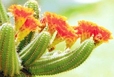 Chamacereus Silvestri blossomed in Dr A.R. Rajwades cacti and succulents garden just for a day on Thursday in Sector 8, Chandigarh.