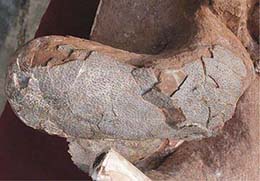 This fossil egg, one of two found in a female dinosaurs pelvic cavity, retains its shell and external texture.