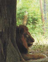 A lion trying to save himself from the heat at Delhi Zoo