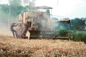 Harvesting of wheat is in full swing in Ludhiana