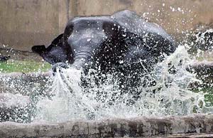An elephant tries to beat the heat in Kolkata's Alipore zoo on Monday