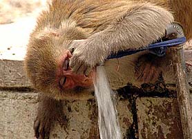 A monkey drinks water from a public tap as the mercury soar in Jalandhar on Monday