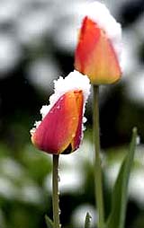 Snow capped tulips are covered with rain after a late spring snowstorm in Detroit, Michigan