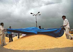 As dark clouds hover above, labourers cover heaps of wheat at the Grain Market, Sector 26, Chandigarh