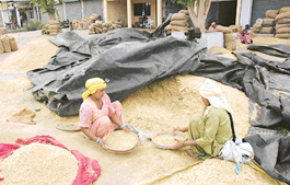 Women labourers clean wheat in a Ludhiana grain market after it was contaminated due to the rain on Wednesday.