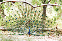 A peacock spreads its feathers to dance as the sky was overcast with clouds in Ludhiana on Wednesday.