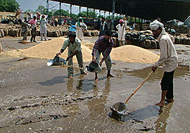 Labourers try to save grain from rainwater at the Bhagtanwal grain market in Amritsar on Wednesday.