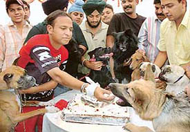 Vinod Kumar treats pet dogs with a pineapple cake on Friday.