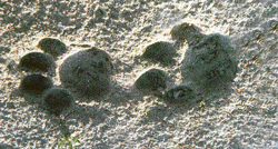 The pugmark method to count tiger population has limitations