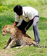 A young leopard goes through a physical checkup