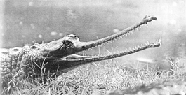 A file photo of the almost extinct Gharial