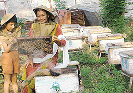 Sangita Deol at her bee farm in Lambra: She keeps updating her skills.