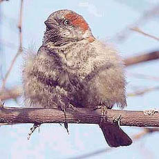 Sind sparrow