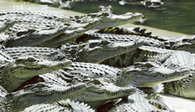 CROCODILE TEARS