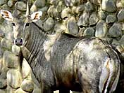 A blue bull