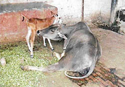 The injured cow lying at the Sector 38 hospital in Chandigarh on Friday. 