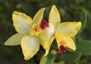 The price of a mature flowering orchid ranges from Rs 1,000 to 1,500