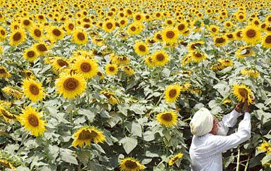 A farmer tends to his crop of sunflowers on the outskirts of Amritsar