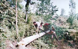 Felling of trees is going on a large scale at Jughan and Chow villages near Sundenagar for the past few days. The soil from here will be used for a dam at 800 mw Kol Dam Hydro Project. 